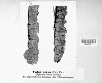 Cytospora nivea image
